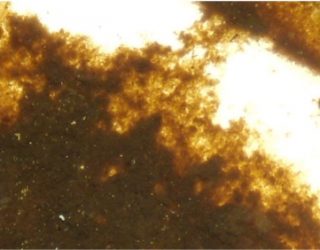 bio_10