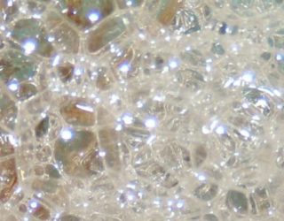 bio_11